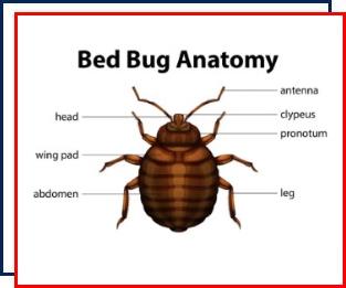 bed bug control,Nassau County,New York,NY, infestation,exterminating,Long Island,pest control,detection dogs,bats,exterminator,prevention,anatomy,life cycle 