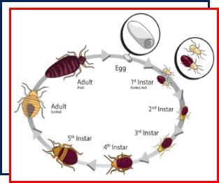 bed bug control,Nassau County,New York,NY, infestation,exterminating,Long Island,pest control,detection dogs,bats,exterminator,prevention,anatomy,life cycle 