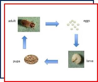 drugstore beetle control,Nassau County,New York,biscuit beetle,bread beetle,infestation,Long Island,exterminator,pest control,complete metamorphosis,anatomy,life cycle