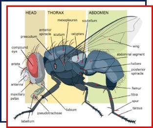 Fly control,Nassau County,New York,life cycle,anatomy,blow flies,flesh flies,house flies,fruit flies,maggots,decomposition,diseases 