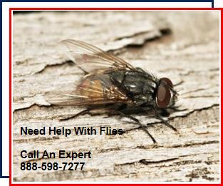 Fly control,Nassau County,New York,life cycle,anatomy,blow flies,flesh flies,house flies,fruit flies,maggots,decomposition,diseases 