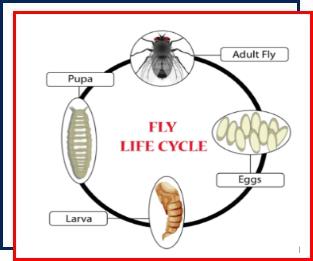 Fly control,Nassau County,New York,life cycle,anatomy,blow flies,flesh flies,house flies,fruit flies,maggots,decomposition,diseases 