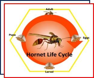 hornet nest removal,Nassau County,New York,pest control, exterminating,nests,metamorphosis,drones,Asian giant hornet,social wasps,cicada killer wasps,murder hornets,bald-faced hornets,wasps, yellowjackets,European hornet,queen,stings,stingers,venom,honey bee,white-faced hornets,Long Island 