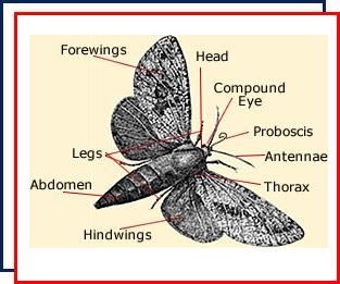 Indianmeal moth control,pantry moth,anatomy,life cycle,infestation,Nassau County,New York,prevention,metamorphosis,weevil,flour,grain,stored food 