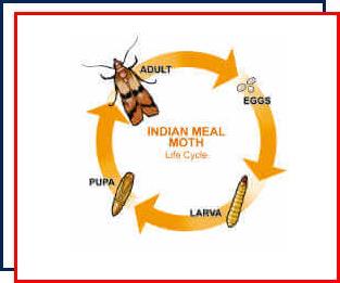 Indianmeal moth control,pantry moth,anatomy,life cycle,infestation,Nassau County,New York,prevention,metamorphosis,weevil,flour,grain,stored food 