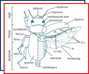 Nassau County,New York,powderpost beetles,termites,lyctid,bostrichid, anobiid,Long Island,infestation,exterminating,complete metamorphosis,wood,exterminator,pest control,anatomy,life cycle 