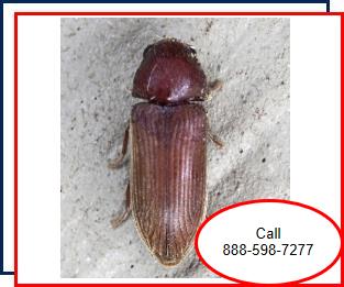 Nassau County,New York,powderpost beetles,termites,lyctid,bostrichid, anobiid,Long Island,infestation,exterminating,complete metamorphosis,wood,exterminator,pest control,anatomy,life cycle 