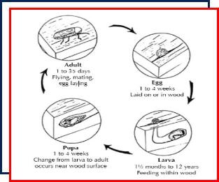 Nassau County,New York,powderpost beetles,termites,lyctid,bostrichid, anobiid,Long Island,infestation,exterminating,complete metamorphosis,wood,exterminator,pest control,anatomy,life cycle 