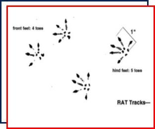 rat removal,Nassau County,New York,rodent control,rat,mouse, Norway rat,nocturnal animals,fleas,mites,birds,diseases,burrows, footprints,droppings,roof rats,mice,nests,traps,pest control,inspection, trapping,exterminators,rodent-proof,wildlife,repellents,exclusion 