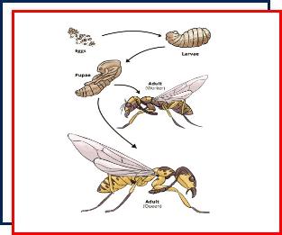 wasp nest removal,Nassau County,Long Island,New York,cicada killer wasps,digger wasps,yellow jackets,paper wasps,mud dauber,mason wasps,great black wasp,queen,carpenter bees,exterminators, metamorphosis,pest control,stings,social,solitary,stinger